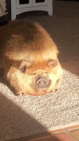 😊☺️#pig #cute #pigsoftiktok #tiktok #foryou #PetsOfTikTok #pigsoftiktok #cutepig #viral #fyyyyyyyyyyyyyyyy #thichanhtuan1
