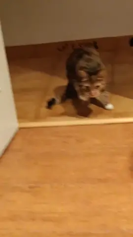 investigando porque se marea, de momento es una gata borracha #mareos  #gatoborracho #michis 