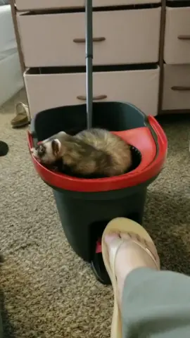 Finders keepers? Who needs to mop anyways! 😂 #youspinmerightround #spinning #ferretfun #ferretplay #noanimalswereharmed #finderskeepers 