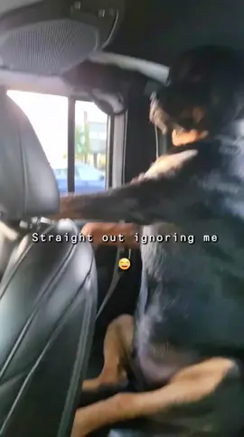 #rottweilersoftiktok 