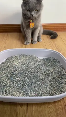 o link dessa pazinha está na nossa bio! 🧡🐾 #amazonfinds #tiktokmademebuyit #pet #achadinhos 