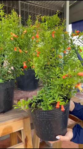 Giống Lựu Đỏ Ấn Độ Chuẩn F1