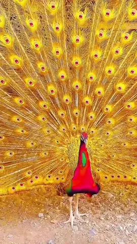 🦚 #imágenesbonitas #pavoreal #tiktokdeanimales #animales #animalesfantásticos 