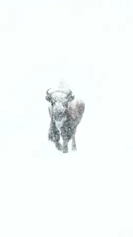 American bison in a snow storm. Yellowstone National Park.  #wildlife #animalsoftiktok #nature #photography #foryou 