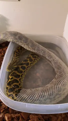 Nothing Like A Snake Shedding ASMR, It’s Just So Smooth & Satisfying! 🤩🐍 #snakeshedding #snake #animals #reptile #PetsOfTikTok #anaconda #pet 