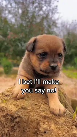 I bet you’ll say no to these dogs! #ibetillmakeyousayno #dogsoftiktok #cutepuppies #doglover #dogmom 