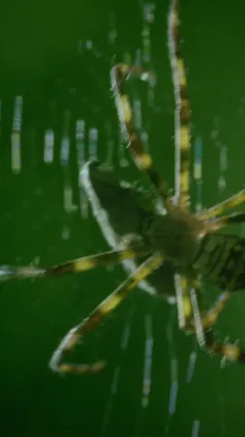 The Portia spider is only half an inch in length—but it regularly hunts other spiders twice its size. Its victim today is a St. Andrews spider, which the Portia lures by tugging on the strands of its web, imitating the struggling vibrations of insect prey. #Animals #Creepy #Wildlife