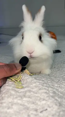 Replying to @MrGrey and Simba Sniffing mad loud - Sound up at the end 🔊