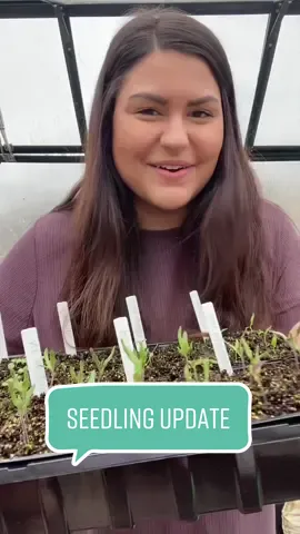 Update on my ARK seed kit seedlings! From PLANT to PLATE to PANTRY, @lehmanshardware has the gardening tools and accessories to PLANT your garden; cooking, baking and serving dishes and pan to PLATE your produce; and food preservation supplies to fill your PANTRY. #gardening101 #gardeningtiktok #fypgarden #gardentip #seedstarting #cottagecore 
