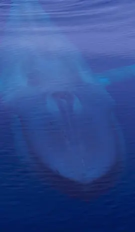 The largest animal in the world! #wildlifephotography #dronevideo 