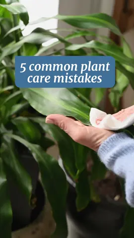 Don't let these plant mistakes sabotage your green thumb! Keep your plants thriving 🪴 Comment to let us know which plant diseases you’ve dealt with👇 #blossomapp #blossomappforplants #plantmomaesthetic #recs 