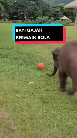 Lucunya,bayi gajah bermain bola #fyp #hewanlucu #babyelephant 