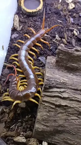 Yellow legs Vietnamese giant... #scolopendra  #scolopendrasubspinipes  #centipede  #giantcentipede  #lipan #invert  #exoticpets #exoticanimals  #animals #animallover  #animalsoftiktok  #fyp #fypシ #foryou#foryoupage  #fyppppppppppppppppppppppp 