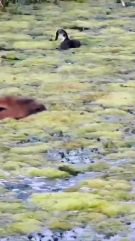 Capybara #capybara #capybaratiktok #capybaramemes #capybaralove 