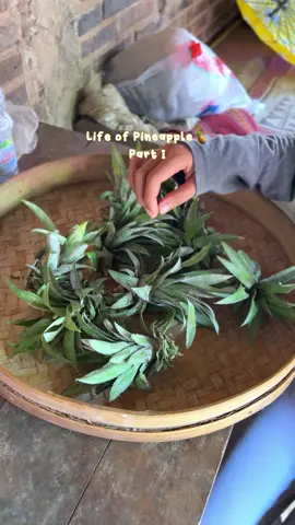 Menanam nanas🍍 #berkebun #berkebundirumah #gardeningwither #KelayaBubblePop #metoosmile #kebunbaru #fyp #fypシ 
