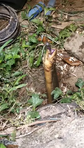 #cauluongkhung Hàng khủng ,Hàng khủng anh em #cau#lươn #fypシ 