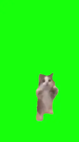 #happy happy happy kedi yeşil ekran happy happy cat green screen #yesilekran#greenscreen 