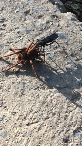 Cavalo do cão caçando tarantula🐲#cavalodocão #capãoselvagem 