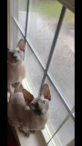 He’s just a little rough #catsoftiktok #sphynx #hairlesscat #hairlesspets #sphynxoftiktok #cats #kittens #kitty #baby #pets #PetsOfTikTok #sphynxcat 