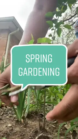 #garden #spring #springgarden #fyp #foryou #plants #gardentok 