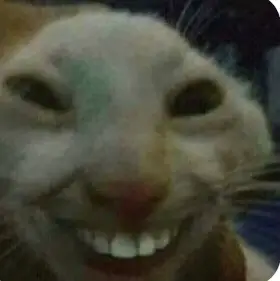 Funny cats pictures part 2 #cat #funny #funnycatpictures #catpictures #uglycats 