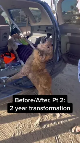 Before/After, 2 years later… Notice the change in body language, eye contact, and confidence… Until now, this was a dog that never had peace in his life… It’s amazing what a little love (and some cookies) can do for a dog in need. Can you believe this is the same dog?!  A very special thank you to @theanimalpad  @losadoptables  and the #teamfinn community for never giving up on Simba. And to Simba’s forever mother, Alisha, who loves him for who he is.. ❤️🙏 #fyp #foryou #animalrescue #rescue #dogsoftiktok #beforeandafter #transformation 