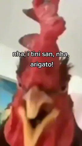 #memestiktok #fyyy perca 5 segundos assistindo galo otaku