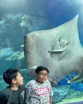 Stingray eats a fish #fyp #viral 