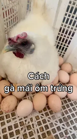 Gà ác đẻ rịu ràng lắm mọi người, đụng vô e e rồi thôi, dễ xương lắm #trungga #trunggata #channuoiga #trunggatac #nongdanvietnam #TikTokGiaiTri  