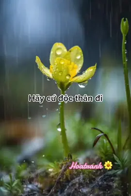 Chỉ cần bản thân yên bình và hạnh phúc #hoatranhshop #hoatranh0912 #AQUAUVAirPower #caunoihaymoingay🌼 #huongnangmai🌸 #foryou #suyngam🌼 #canhdep 