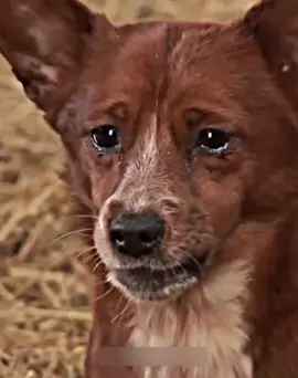 Dogs to have emotions #matrix4ever #heartwarming #hearttouching #heart #bestfriend #following #like 