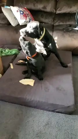 #blacklab #labrador #farming #fyp #fyppages #wisconsinlife #trending 