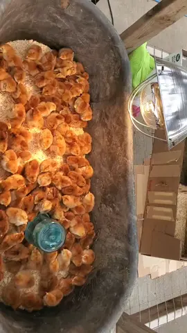 #babychicks #trending #wisconsinlife #fyppages #fyp #farming #countrygirl #4upage #farmlife 