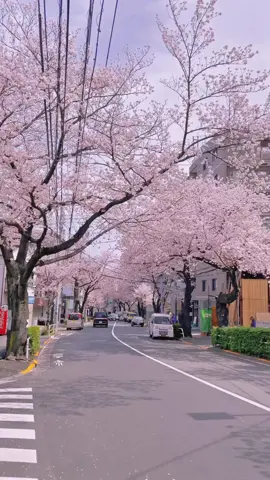 Hoa Anh Đào đẹp nhất Tokyo🇯🇵🌸Bạn đã sẵn sàng đến những nơi này chưa ? Cần tìm đồng đội đi cùng nào 😛 #xuhuong #nhatban #sakura #tokyo #japan #viral 
