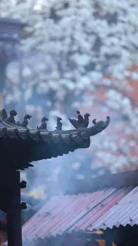 Thầy Thích Minh Thịnh nói về tiếng chuông chùa: “ Thỉnh một tiếng chuông, nước từ lầu chuông vận hành sang lầu Quan Âm. Khi đánh tiếng chuông thẩm thấu lên 9 tầng trời hoan hỉ. Thẩm thấu xuống 36 tầng địa ngục đều siêu thoát. Nghe thấy tiếng chuông phiền não nhẹ, trí tuệ lớn, bồ đề sinh, lìa địa ngục. Tiếng chuông chùa là tiếng chuông thức tỉnh từ cõi mê trở về cõi giác. Con người đau khổ là do tham, sân, si và khi nghe thấy tiếng chuông chúng ta như được trở về, nương tựa vào Phật, Pháp, Tăng để bỏ điều ác, làm điều lành”. 🙏🙏🙏 Có ai cũng thích nghe tiếng chuông chùa như mình ko ạ ??   #phapphapnhiemmau #trichdanhaymoingay 