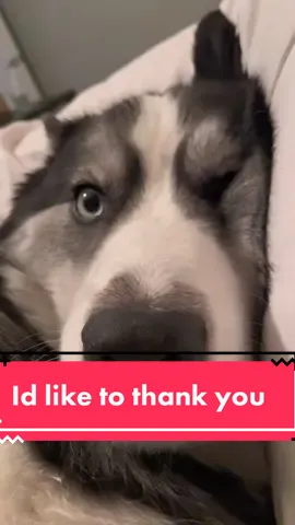 Your service will not be forgotten ❤️#siberianhusky #dogsoftiktok #dog 