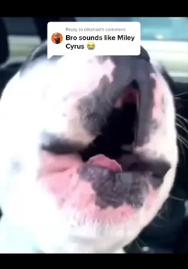 Replying to @blkshad he def gets inspired by so many artists so the raspiness resemblance to #mileycyrus is there. Here he mixed a little bit of #whitneyhouston and sprinkled some #shakira on top. #musicvideo #musically #duet #remix #fyp #foryou #frenchie #frenchbulldog @timbufun 