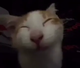 snore mimimi #fyp #cat #snoremimimi #meow #meowmreowmeowmeeeowmreow #snoremimimimimi 