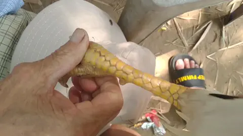 ông mình nói vãy đụng đầu cựa đâm zư lắm,,ông mình chỉ chia sẻ vui thôi nha ae, có gì sai ae bỏ qua nha 