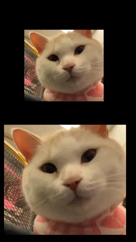 #pet #look #funnyvideos #catsoftiktok 