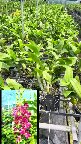 Dendro “Đỏ Lưng Vàng” cực hiếm - giá cực sốc! #hoalanduyphong #dendro 