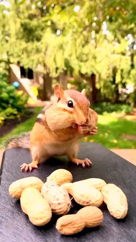 Vẻ đẹp thiên nhiên 32 sóc ăn lạc #vedepcuathiennhien #thiennhien #vukiem888 #xuhuong2023 #Soccer #console 