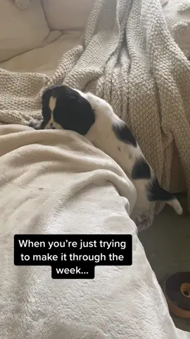 Throwback to little Olive #dog #dogsoftiktok #puppy #puppylove #puppytiktok #springerspaniel #springerspanielpuppy #springerspanielsoftiktok #dogonthesofa #funny #fyp #viral #doglove #cutedog #puppymoments #funnydogs 