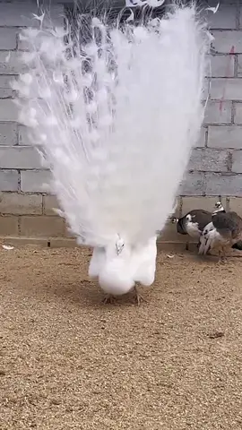 白孔雀开屏#孔雀开屏 