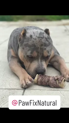 Big clyde @Tisdale_kennels1  Dogs will be dogs  @PawFixNatural  #treatthemnatural #doglover #fyp #dogsoftiktok #newreel #supportsmallbusiness #liketime #foryou #heartofalion #tictokshopping #watchtillend #treatsfordogs  #xlbully #merlebully  