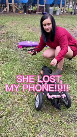 Chili runs wild! Where will she end up? #chilithewheelieweenie #dachshundsoftiktok #disabled #weineewatchers #wheelchair #paralyzed 