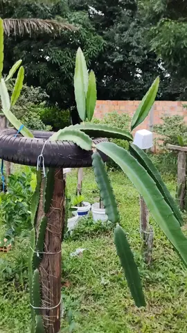 UMA DICA PRA VOCÊ PLANTAR SUA PITAYA 🌳 #vidanaroça #PlantasJardinagem #VídeosDeNatureza #DicasDePlantas #fruticultura #pitaya #pitayas #frutas #plantaremcasa #plantaremvaso 