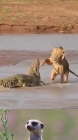 lion and alligator#animal #lion #alligator#wildanimals #animalworld 