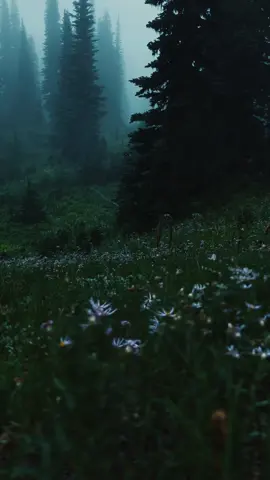 What do you feel? #darcaestethic #fog #calm #twilight 