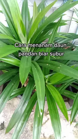 Menanam daun pandan di pot bisa subur banget #berkebun #daunpandan #pupukorganikcair #metoosmile 